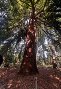 Redwood Grove Kew bench view