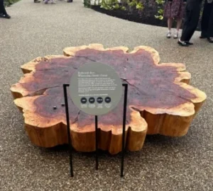 Redwood Slice Kew Carbon Gardens